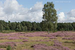 Heide Landschaft