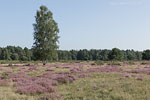 Heide Landschaft
