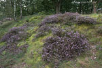 Heide Landschaft