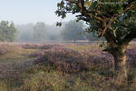 Heide Landschaft