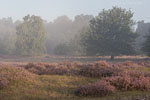 Heide Landschaft