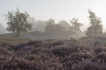 Heide Landschaft