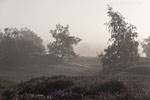 Heide Landschaft