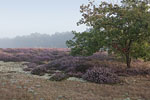 Heide Landschaft