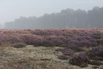 Heide Landschaft