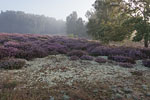 Heide Landschaft