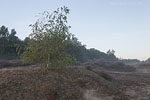 Heide Landschaft