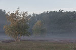 Heide Landschaft