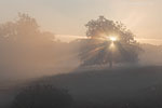 Heide Landschaft