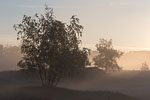 Heide Landschaft