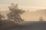 Heide Landschaft