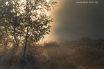 Heide Landschaft