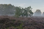 Heide Landschaft