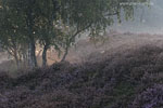 Heide Landschaft