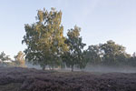 Heide Landschaft