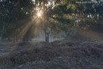 Heide Landschaft