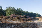 Heide Landschaft