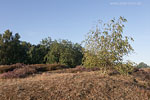 Heide Landschaft