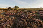 Heide Landschaft