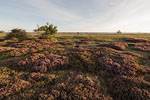 Heide Landschaft