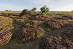 Heide Landschaft