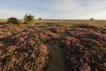 Heide Landschaft