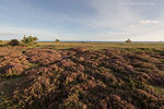 Heide Landschaft