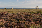 Heide Landschaft