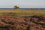 Heide Landschaft