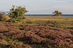 Heide Landschaft