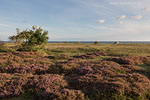 Heide Landschaft