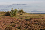 Heide Landschaft