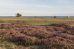 Heide Landschaft