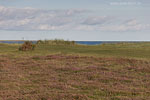 Heide Landschaft