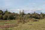 Heide Landschaft