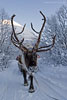 Norwegen - Husky/Reindeer
