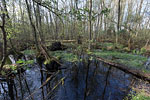 Bruchwald
