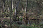 Bruchwald