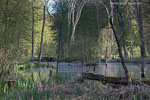 Bruchwald