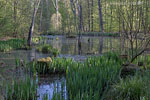 Bruchwald