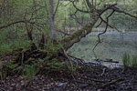 Bruchwald