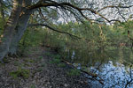 Bruchwald