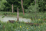 Bruchwald