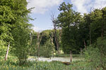 Bruchwald