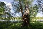 Seenlandschaft