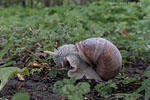 Weinbergschnecke