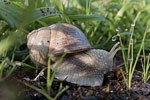 Weinbergschnecke