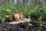 Weinbergschnecke