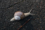 Weinbergschnecke